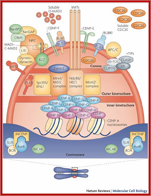 The centromere kinetochore region | Learn Science at Scitable