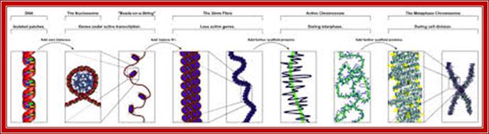 Chromosome - Wikipedia