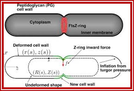 Z-ring force and cell shape during division in rod-like bacteria | PNAS