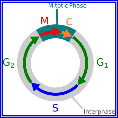 Cell cycle arrest in plants