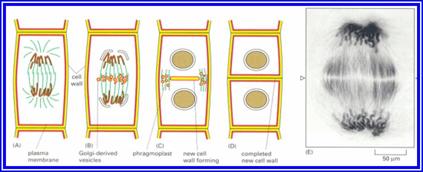 How does plants' mitosis differ from animals' ? - Cell Division